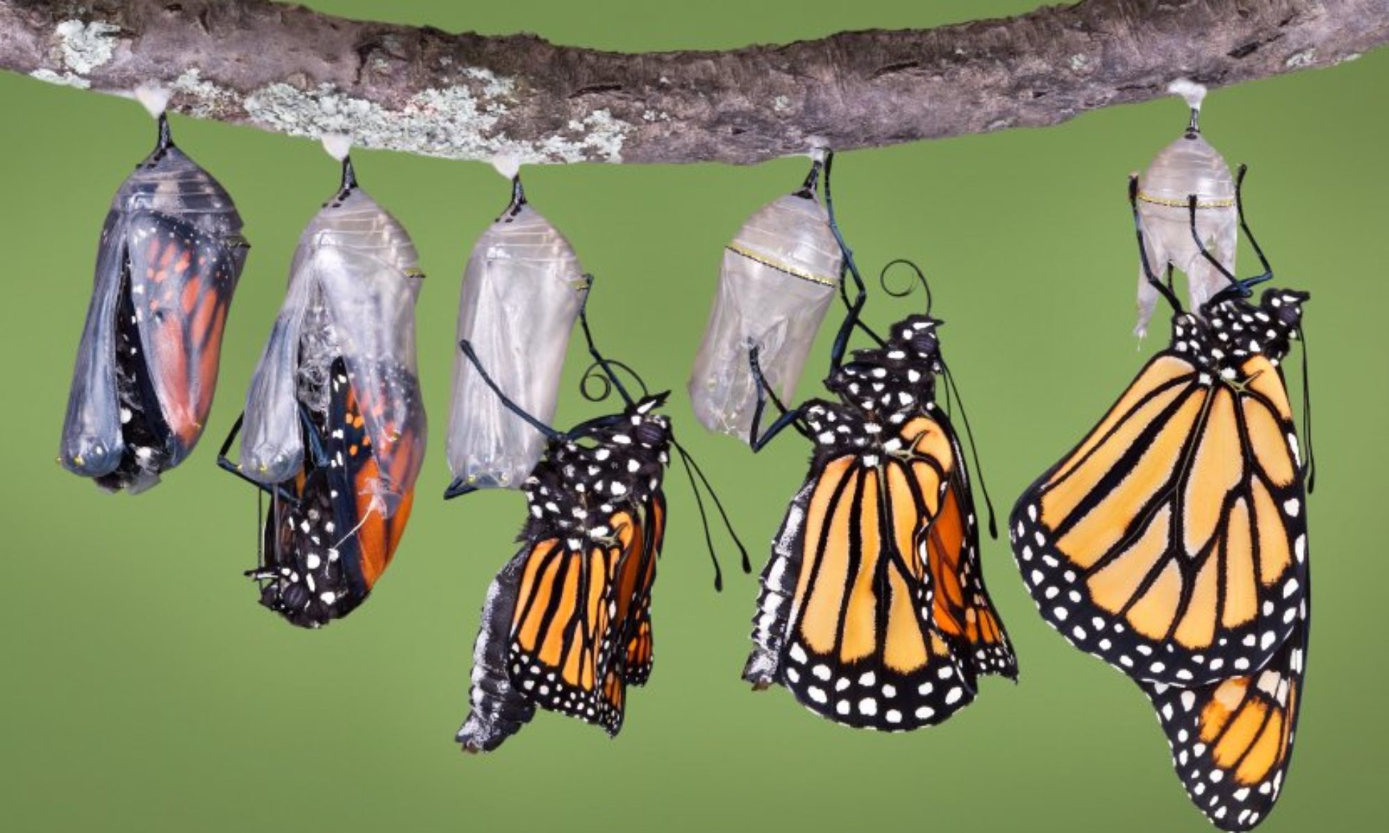 "Статьи" - cropped Monarchs